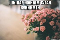 шынар жаным туган кунинмен 