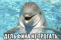  дельфина не трогать
