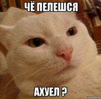 чё пелешся ахуел ?