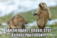  как он пахнет плохо, этот волкосрак тупой!!!