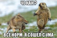 че как ? всё норм. я сошёл с ума