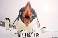  педерасты