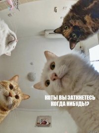    Коты вы заткнетесь когда нибудь!?