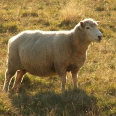 Типичная овца