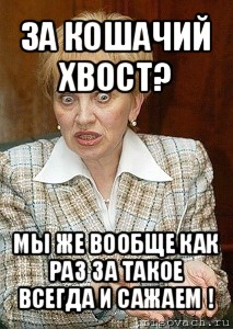 за кошачий хвост? мы же вообще как раз за такое всегда и сажаем !