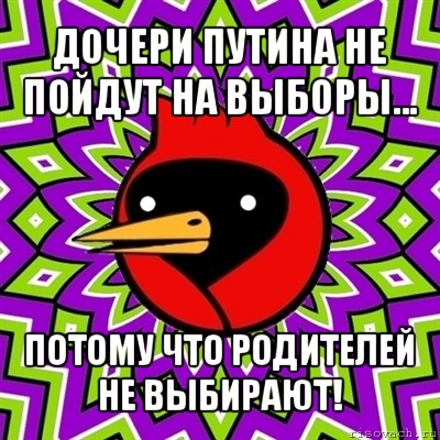 дочери путина не пойдут на выборы... потому что родителей не выбирают!, Мем Омская птица