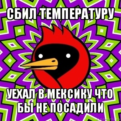 сбил температуру уехал в мексику что бы не посадили, Мем Омская птица