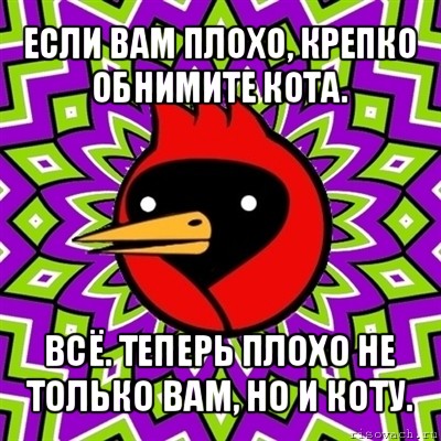 если вам плохо, крепко обнимите кота. всё. теперь плохо не только вам, но и коту., Мем Омская птица