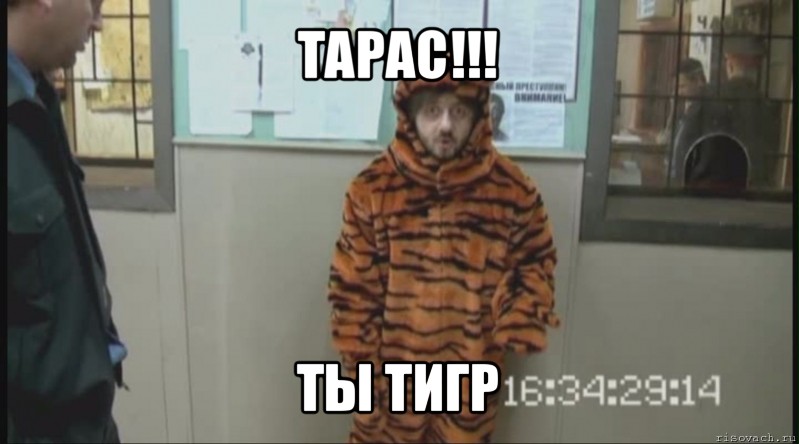 тарас!!! ты тигр, Мем Бородач в костюме тигра (Наша Раша)