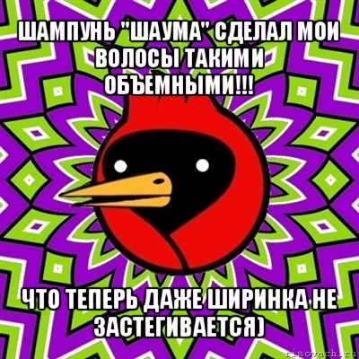 шампунь "шаума" сделал мои
волосы такими объемными!!! что теперь даже ширинка не
застегивается), Мем Омская птица