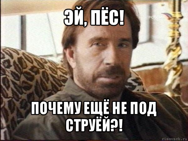 эй, пёс! почему ещё не под струёй?!, Мем чак норрис