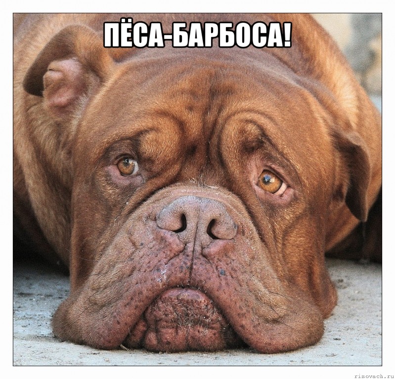 пёса-барбоса! , Мем песа