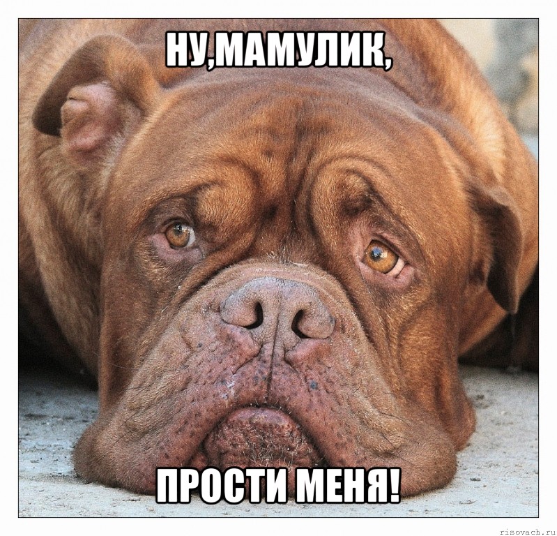 ну,мамулик, прости меня!, Мем песа