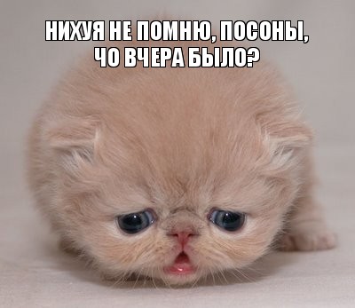 нихуя не помню, посоны, чо вчера было?, Комикс Котик