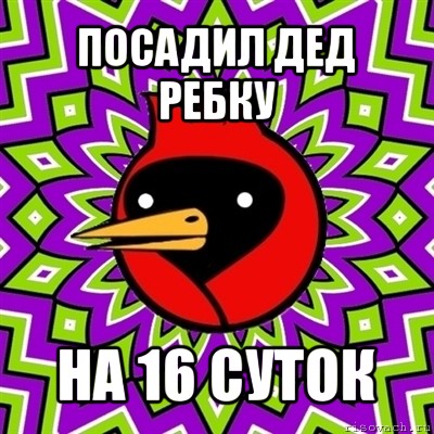 посадил дед ребку на 16 суток, Мем Омская птица