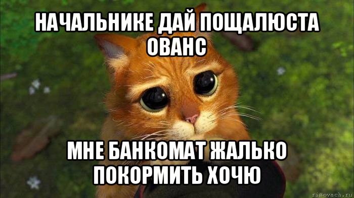 начальнике дай пощалюста ованс мне банкомат жалько покормить хочю, Мем кот из шрека