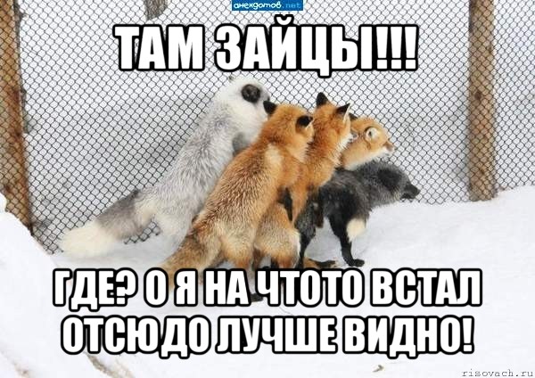 там зайцы!!! где? о я на чтото встал отсюдо лучше видно!, Мем лисы