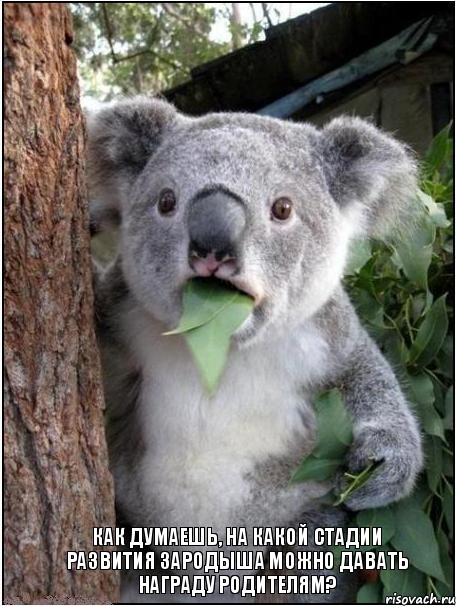 как думаешь, на какой стадии развития зародыша можно давать награду родителям?, Комикс коала