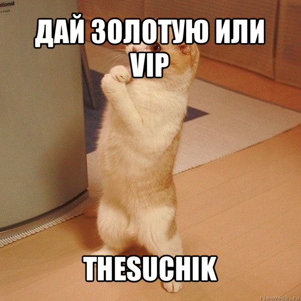 дай золотую или vip thesuchik, Мем  котэ молится