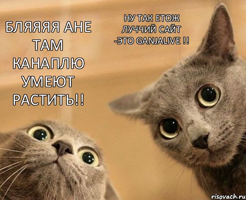 Бляяяя ане там канаплю умеют растить!! ну так етож луччий сайт -это GanjaLive !!, Комикс  2 кота