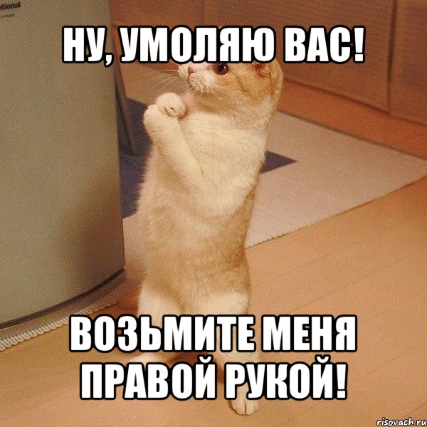 ну, умоляю вас! возьмите меня правой рукой!, Мем  котэ молится