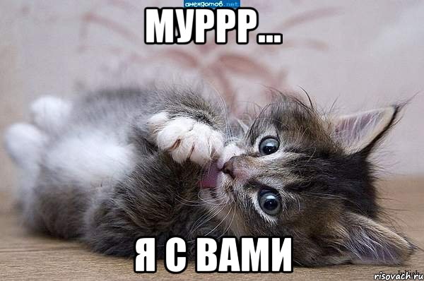 муррр... я с вами, Мем  котенок