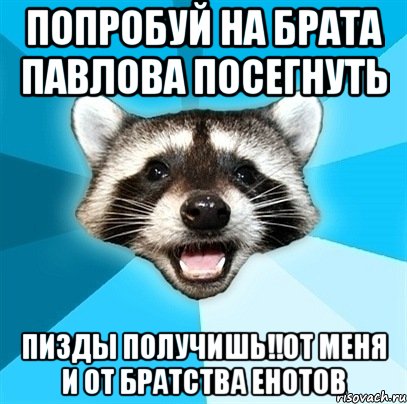 попробуй на брата павлова посегнуть пизды получишь!!от меня и от братства енотов, Мем Енот-Каламбурист