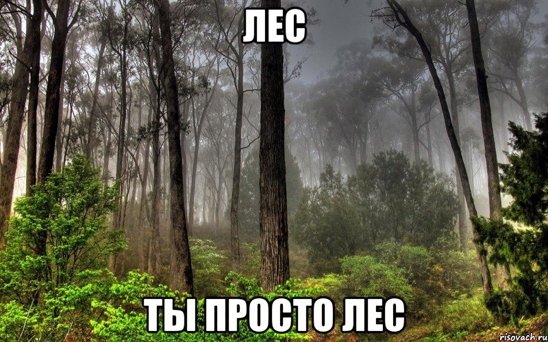 лес ты просто лес