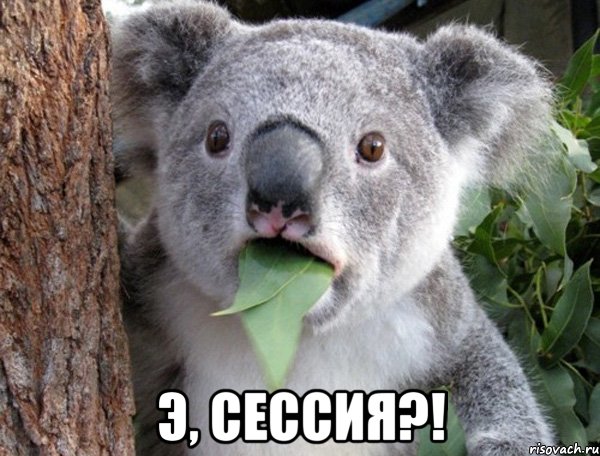  э, сессия?!