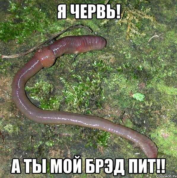 я червь! а ты мой брэд пит!!, Мем черв