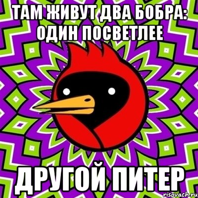 там живут два бобра: один посветлее другой питер, Мем Омская птица