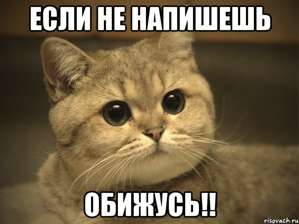 если не напишешь обижусь!!, Мем Пидрила ебаная котик