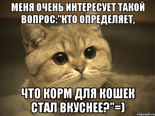 меня очень интересует такой вопрос:"кто определяет, что корм для кошек стал вкуснее?"=), Мем Пидрила ебаная котик