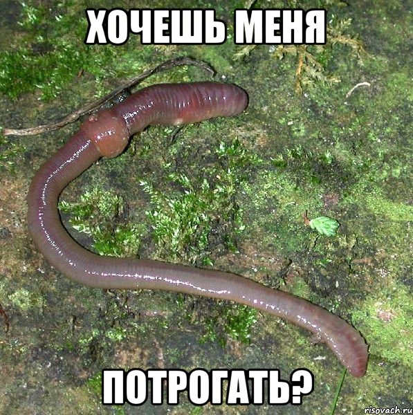 хочешь меня потрогать?, Мем черв