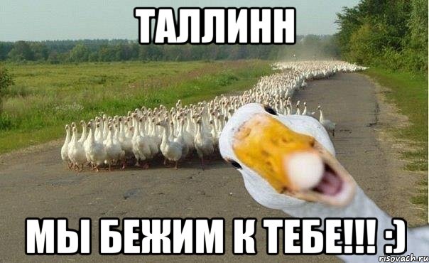 таллинн мы бежим к тебе!!! :), Мем гуси