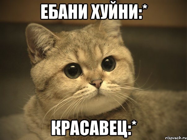 ебани хуйни:* красавец:*, Мем Пидрила ебаная котик