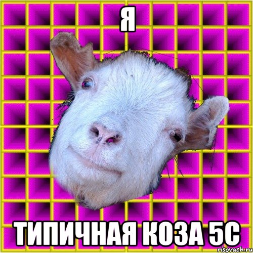 я типичная коза 5с, Мем типичная коза