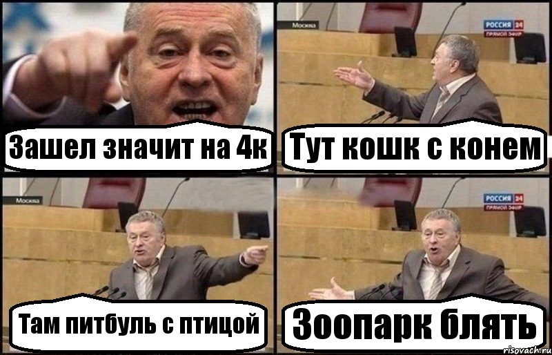 Зашел значит на 4к Тут кошк с конем Там питбуль с птицой Зоопарк блять, Комикс Жириновский