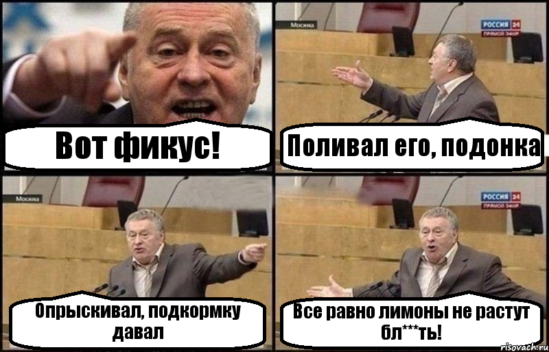 Вот фикус! Поливал его, подонка Опрыскивал, подкормку давал Все равно лимоны не растут бл***ть!, Комикс Жириновский