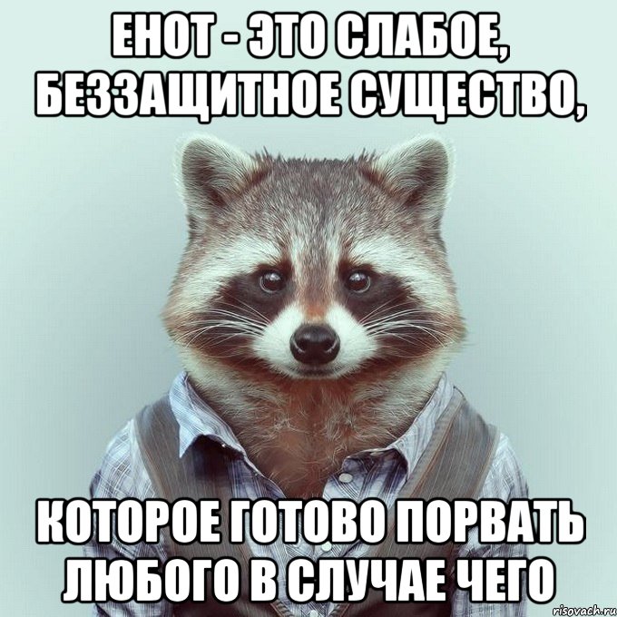 енот - это слабое, беззащитное существо, которое готово порвать любого в случае чего, Мем  Енот в рубашке