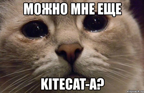 можно мне еще kitecat-a?