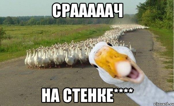 срааааач на стенке****, Мем гуси