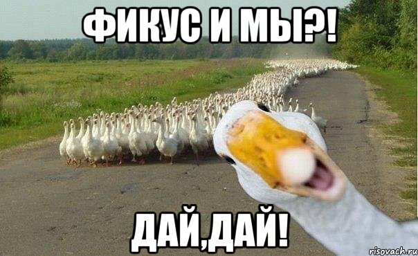 фикус и мы?! дай,дай!, Мем гуси