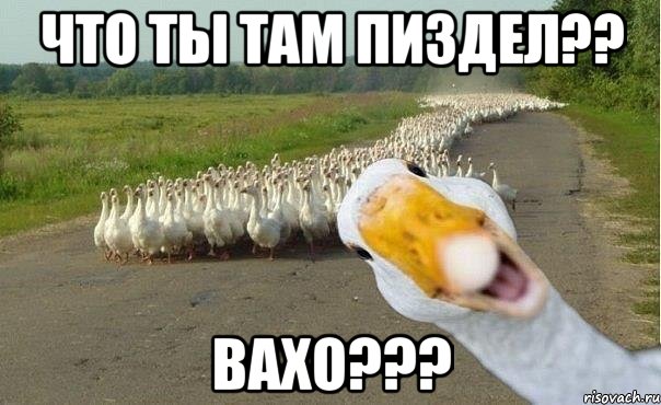 что ты там пиздел?? вахо???, Мем гуси