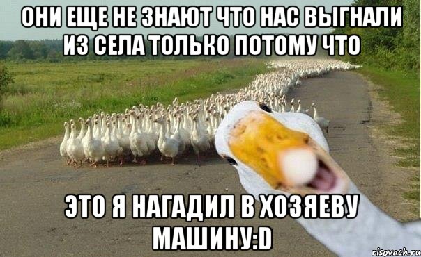 они еще не знают что нас выгнали из села только потому что это я нагадил в хозяеву машину:d