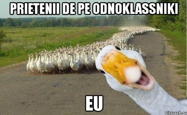 prietenii de pe odnoklassniki eu, Мем гуси