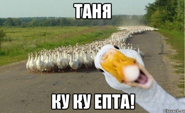 таня ку ку епта!, Мем гуси