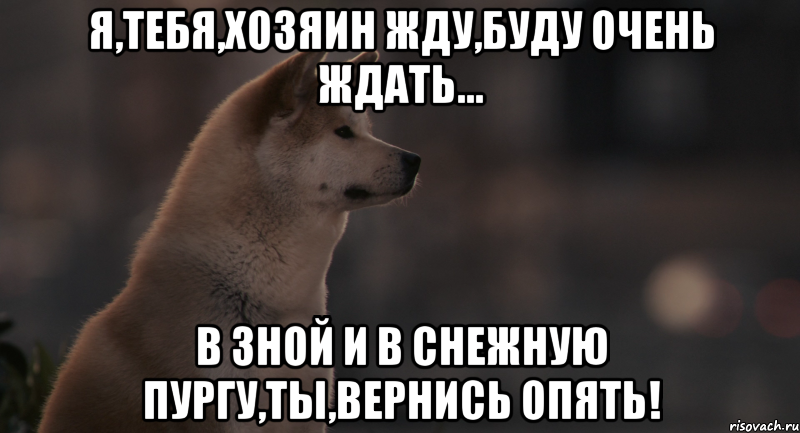 я,тебя,хозяин жду,буду очень ждать... в зной и в снежную пургу,ты,вернись опять!, Мем Хатико