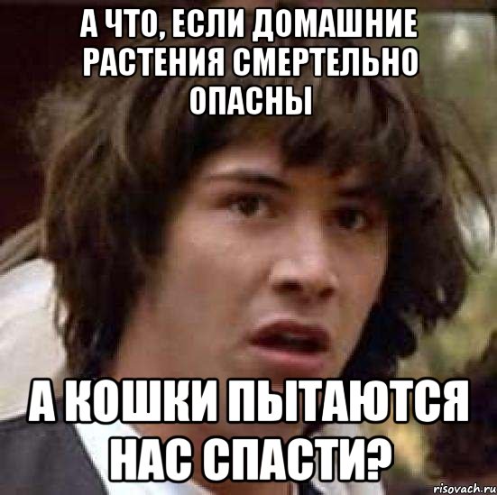 а что, если домашние растения смертельно опасны а кошки пытаются нас спасти?, Мем А что если (Киану Ривз)