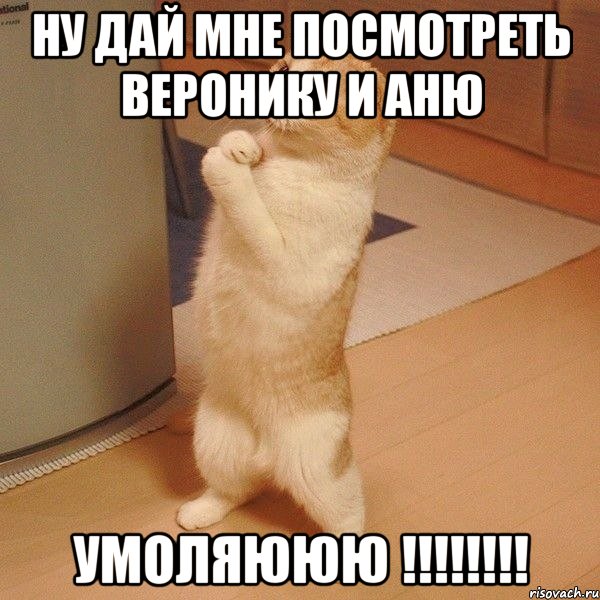 ну дай мне посмотреть веронику и аню умоляююю !!!, Мем  котэ молится